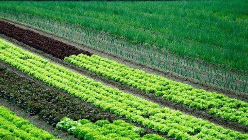 智慧农业种植管理系统：农业现代化的“大脑”与“眼睛