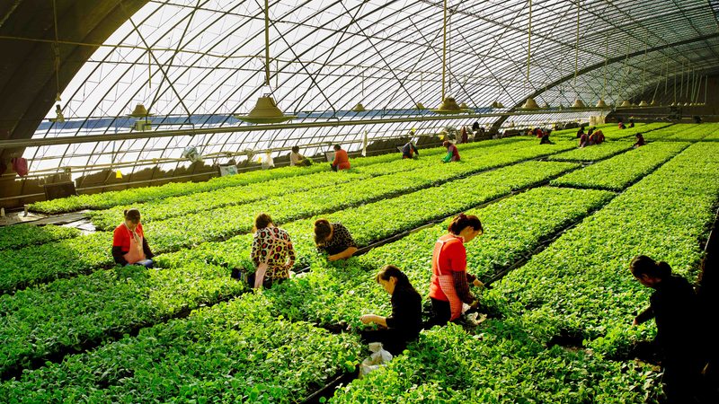 粮食种植资质代办：了解流程，规避误区**