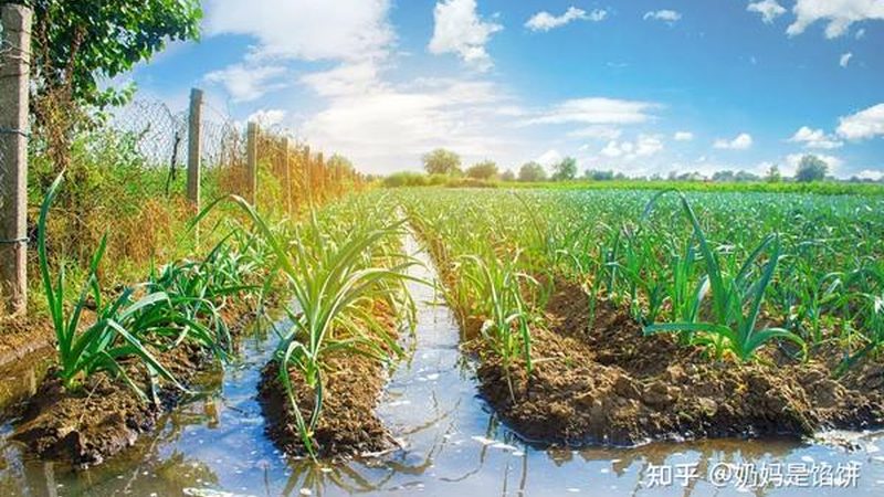 在种子批发市场进货时，首先要关注种子的质量。优质种子应具备以下特点：