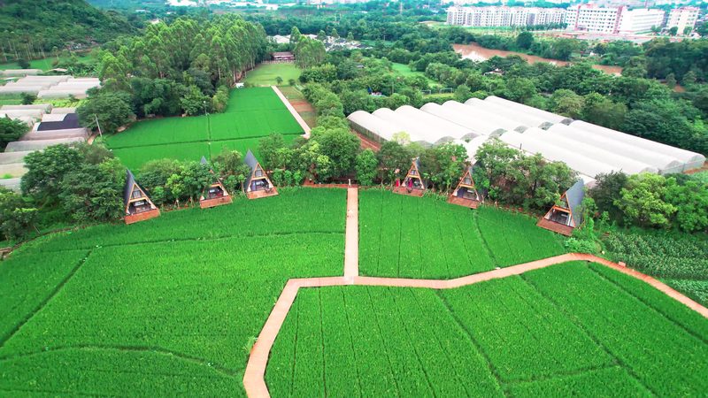 粮食种植与蔬菜种植：本质区别与关键要点