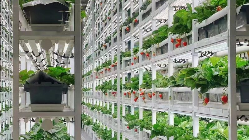 农业项目规划书编制步骤全解析